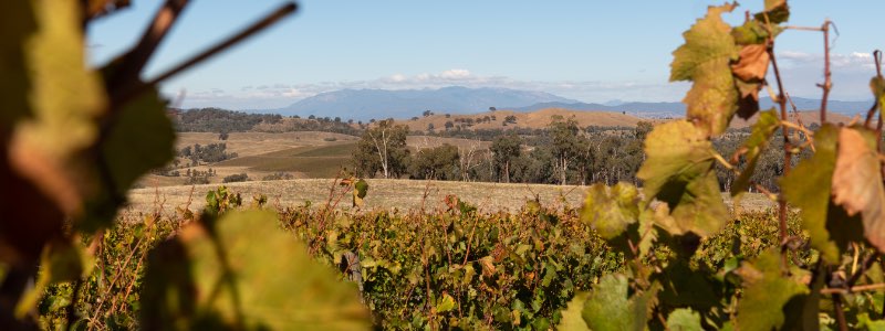 Beechworth Wine Region Events